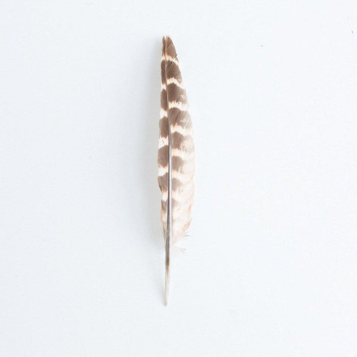 GIGI PIP | Brown & Cream Hat Brim Feather